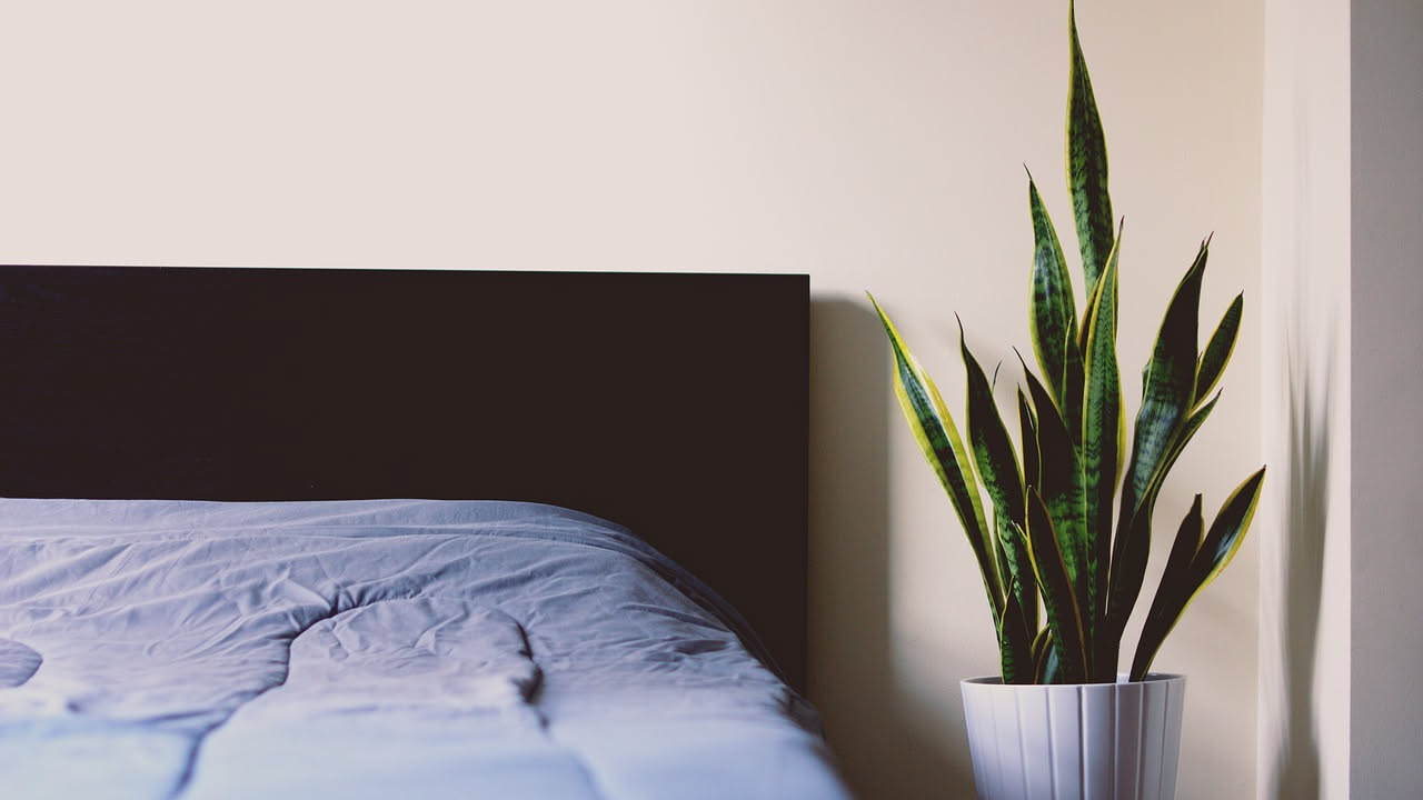 Piante in camera da letto rubano ossigeno di notte?