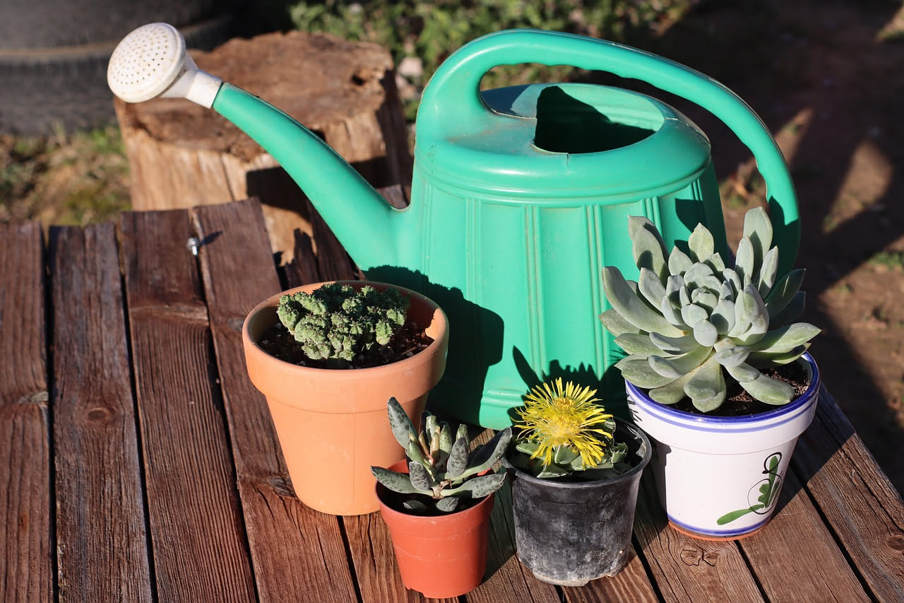Succulente d'inverno: annaffiare o aspettare il riposo vegetativo