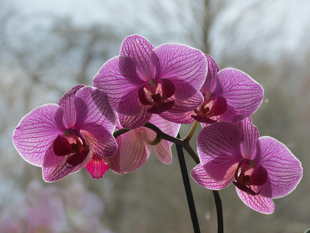 Orchidee dopo la fioritura: quando e come potarle