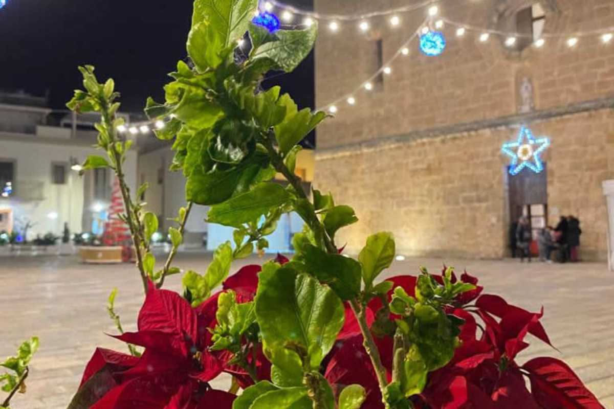 Stella di Natale dopo le feste: quanto vive davvero in casa