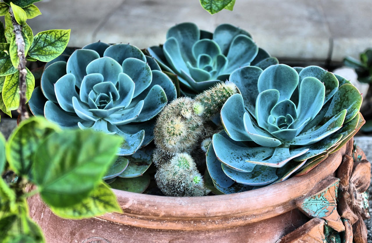 Le piante grasse fioriscono davvero o restano sempre verdi