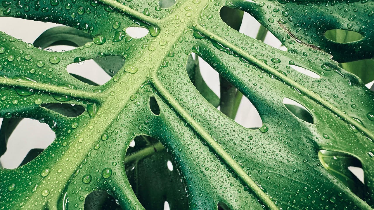 Spruzzare acqua sulle foglie: quando aiuta e quando danneggia