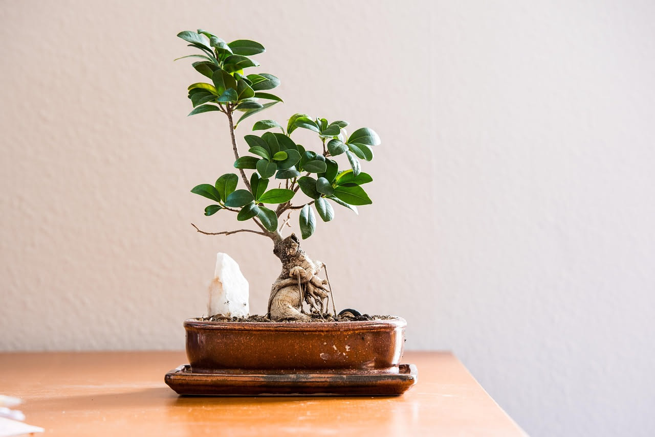 Bonsai da appartamento: perche secchi in poche settimane e come salvarlo