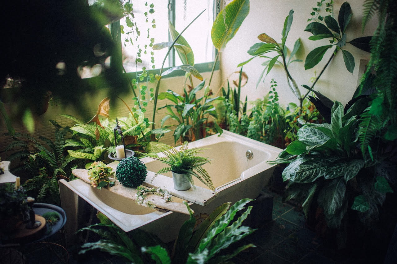 Piante in bagno con poca luce: quali specie scelgliere