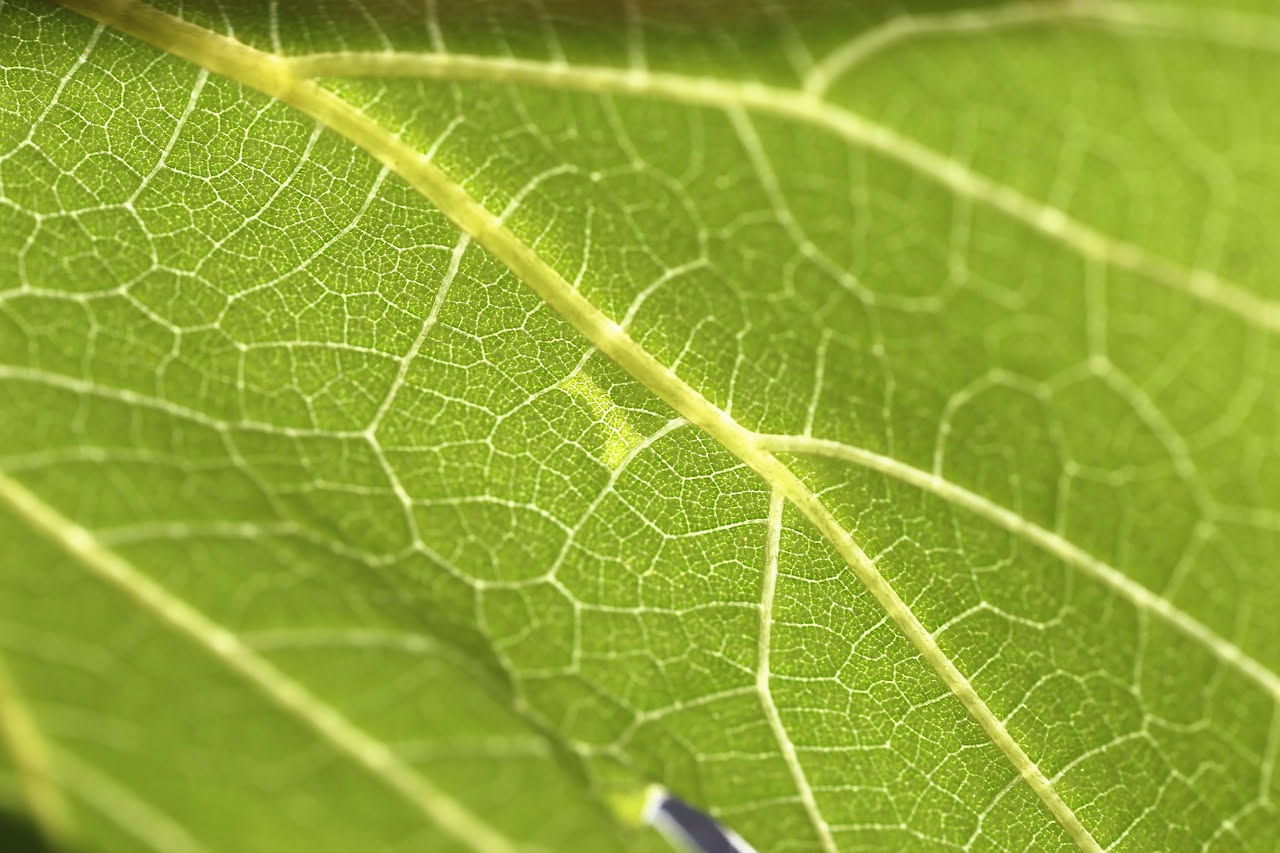 Cocciniglia sulle piante: come riconoscerla e eliminarla subito