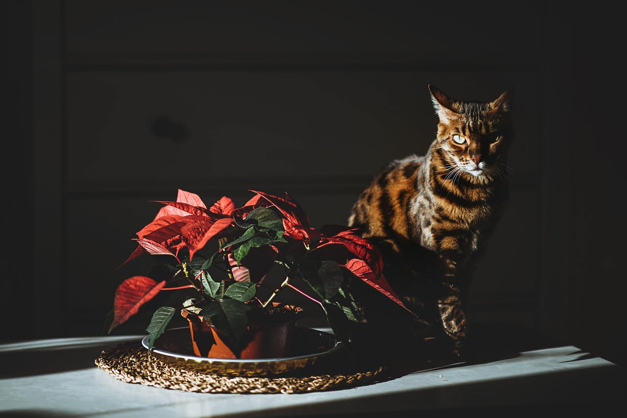 Piante sicure con i gatti: quali coltivare in casa senza rischi
