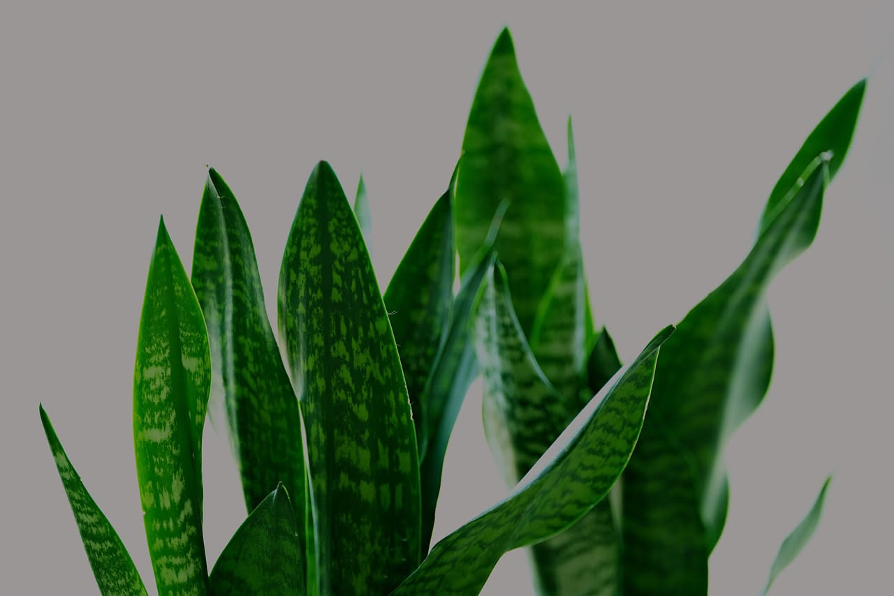 Sansevieria in casa: come mantenerla viva quando la dimentichi