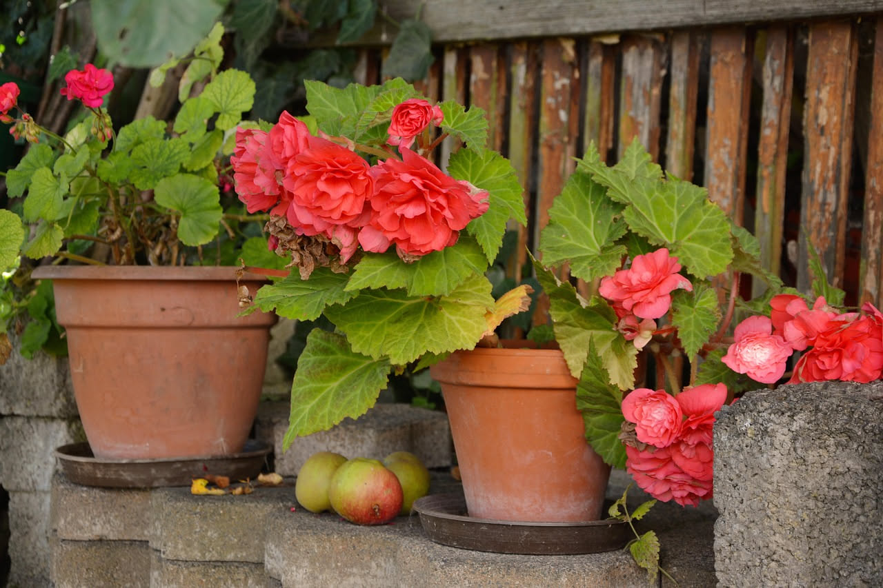 Begonie da interno: come mantenere i fiori tutto l anno