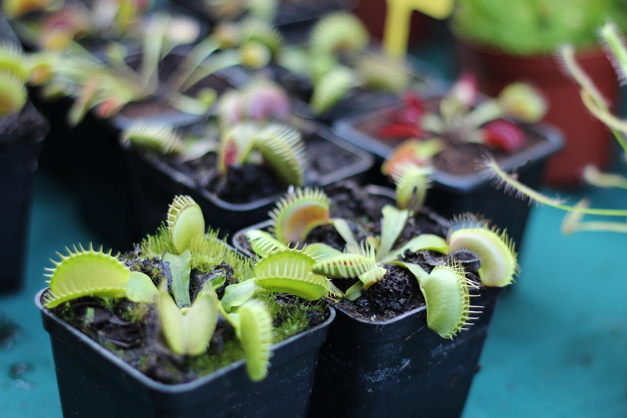 Piante carnivore in casa: cosa serve davvero per coltivarle bene