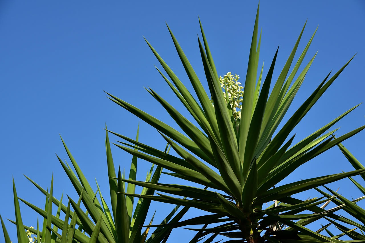 Yucca elephantipes in casa: come riconoscere quello che chiede la pianta