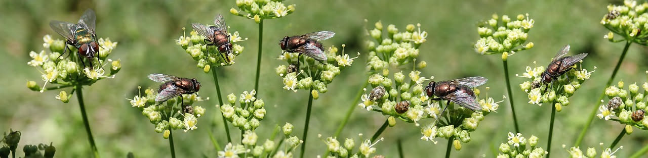 Mosca della frutta in casa: da dove viene e come eliminarla