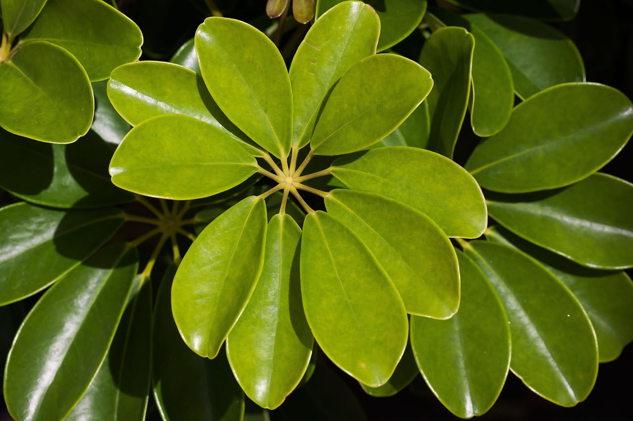 Schefflera arboricola perde foglie verdi: come diagnosticare il problema