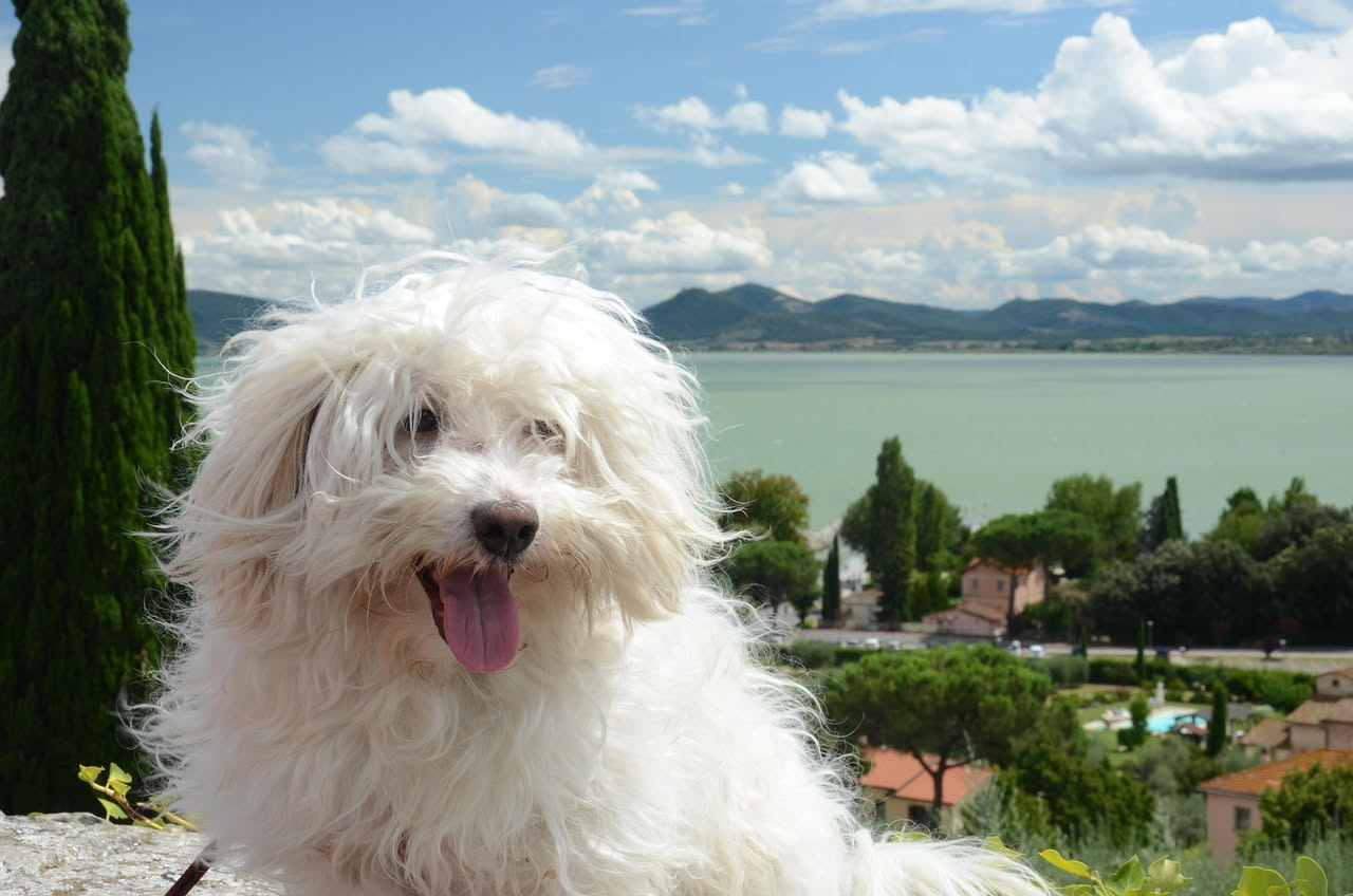 Il cane del condominio che unisce i vicini: quando Fido diventa una mascotte