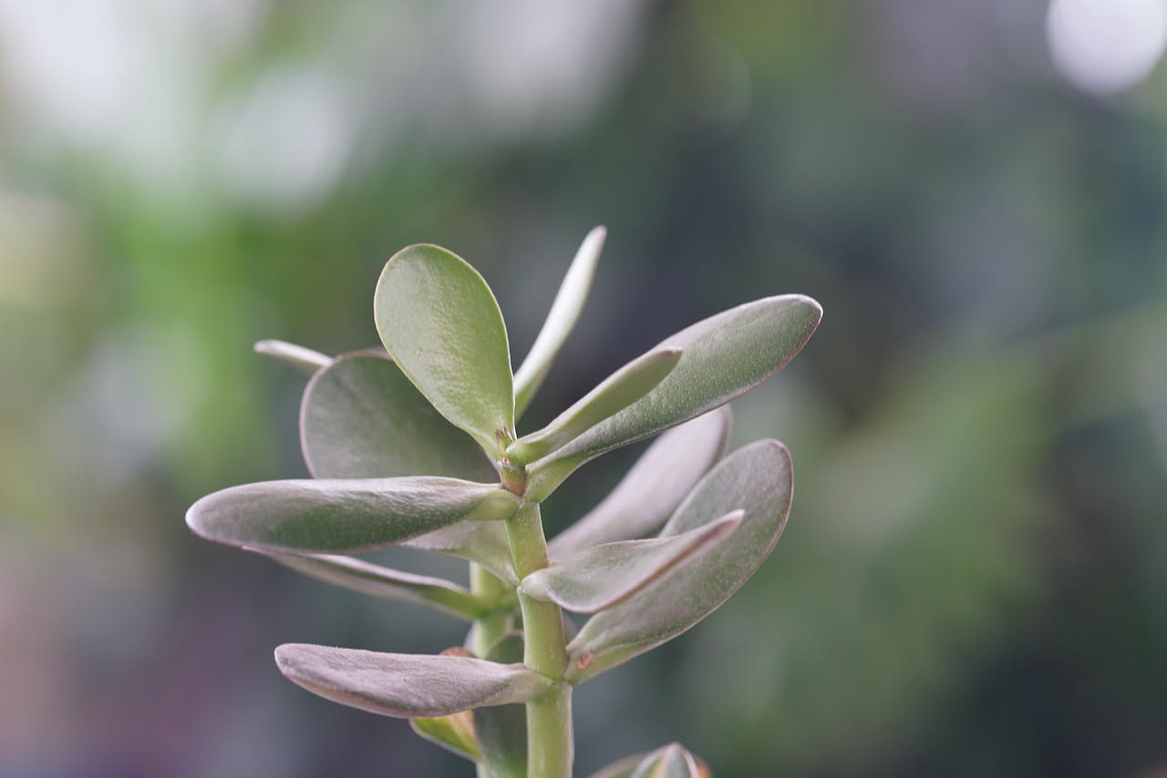 Albero della giada compatto: come gestire la crescita della Crassula ovata
