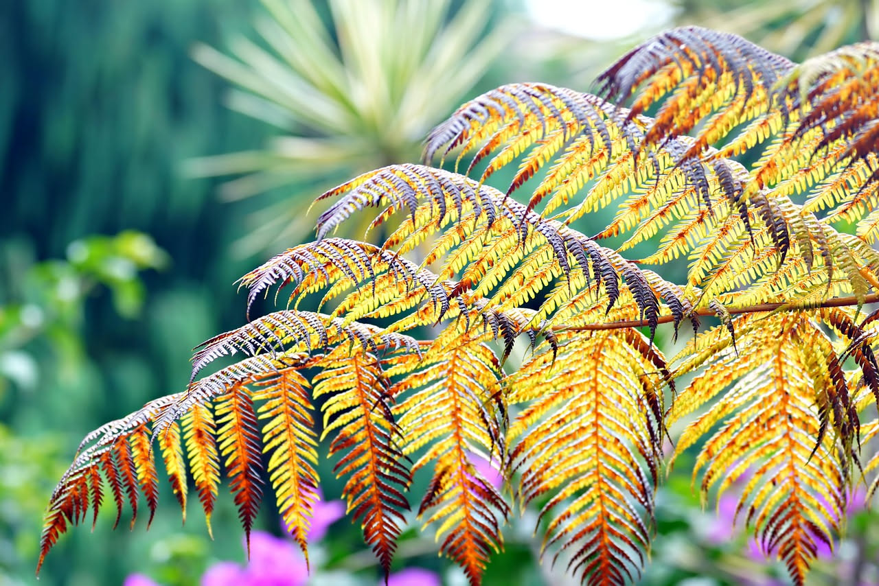 Piante tropicali in inverno: il sole a sud brucia le foglie