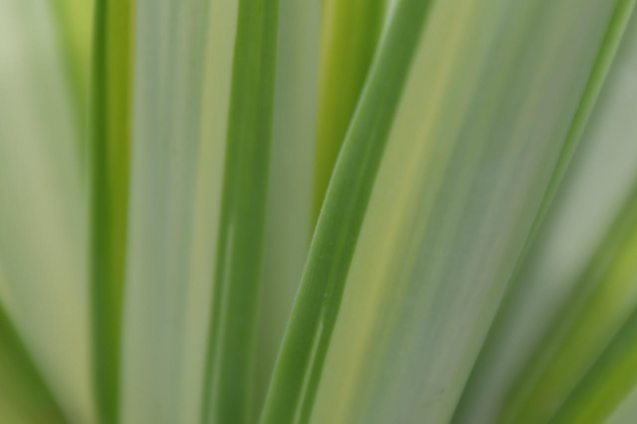 Dieffenbachia a foglie gialle e bianche: come coltivarla in casa