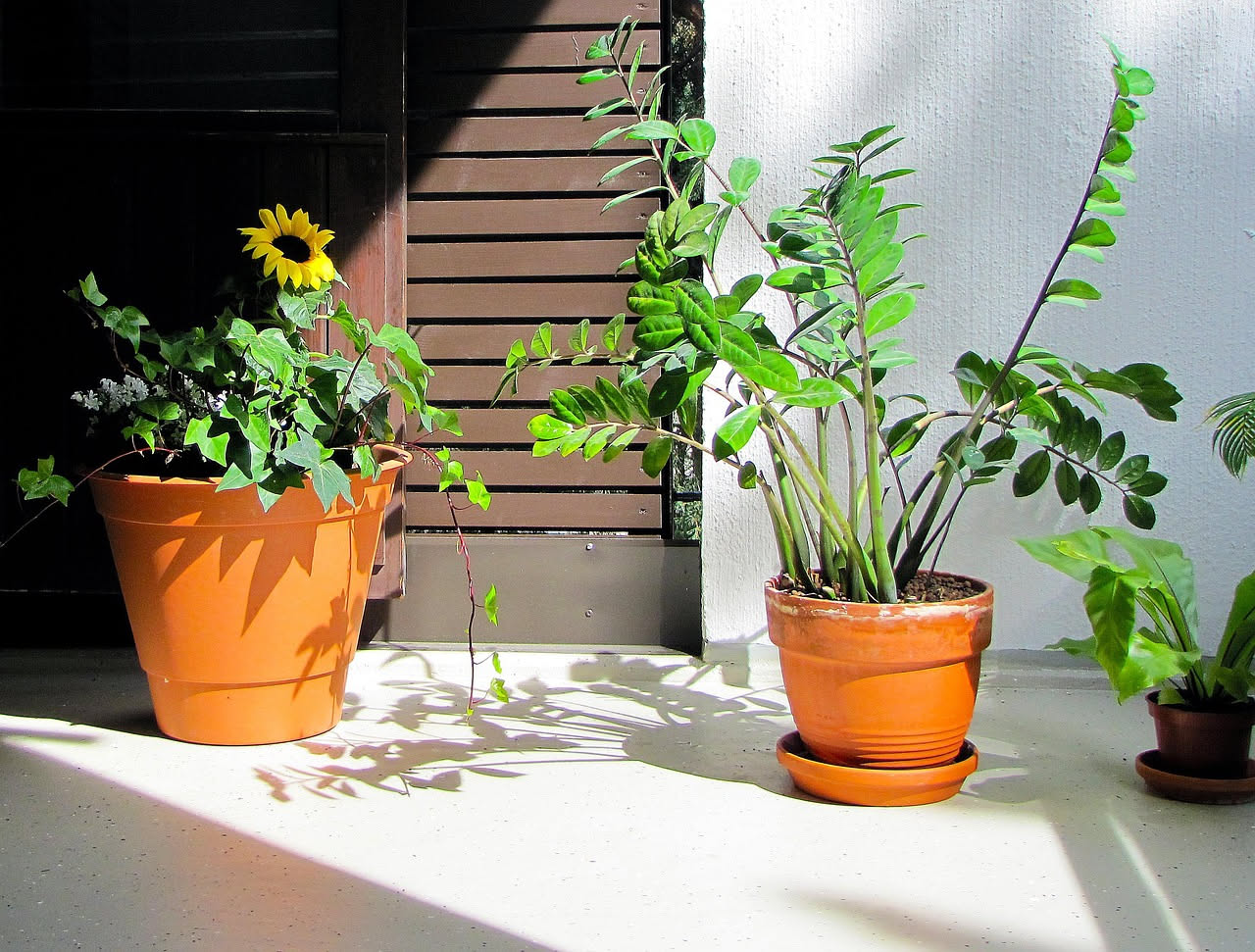 Zamioculcas flaccida: come distinguere un eccesso d'acqua da una carenza
