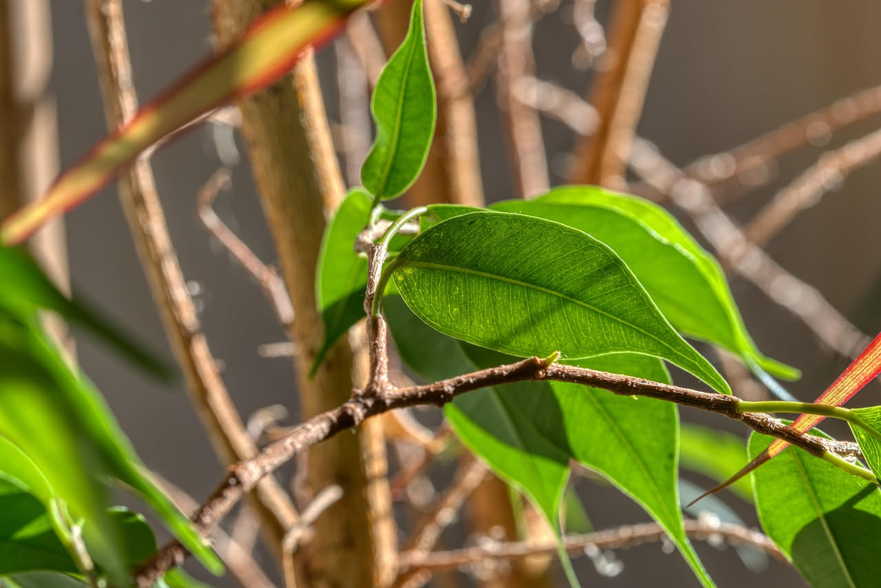 Ficus elastica: perché perde foglie in inverno e come proteggerlo