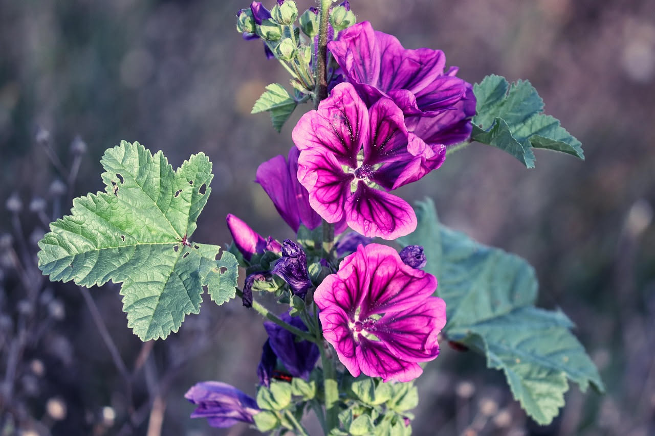 Decotto di malva per mucose irritate: come prepararlo in casa
