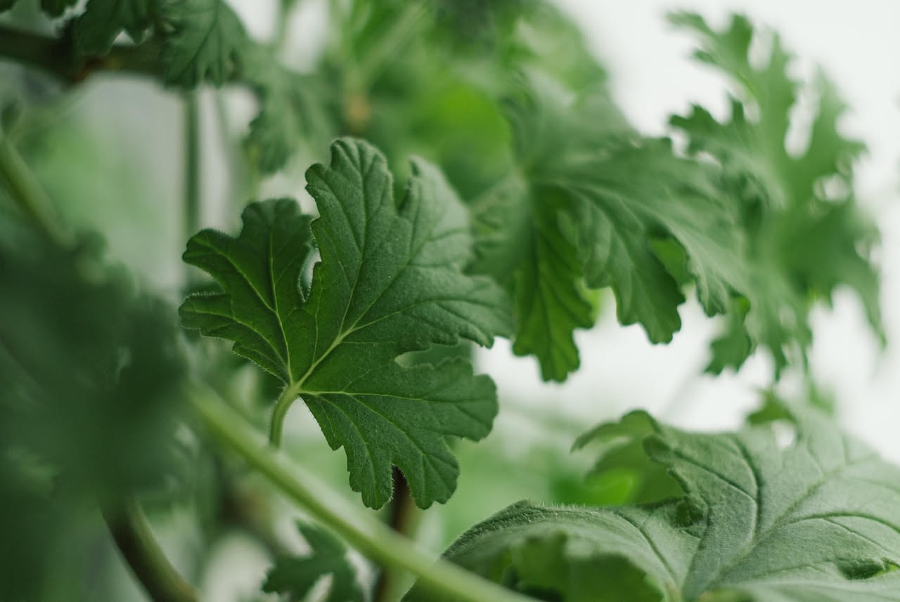Muffa sul geranio: come riconoscerla e eliminarla dalle foglie