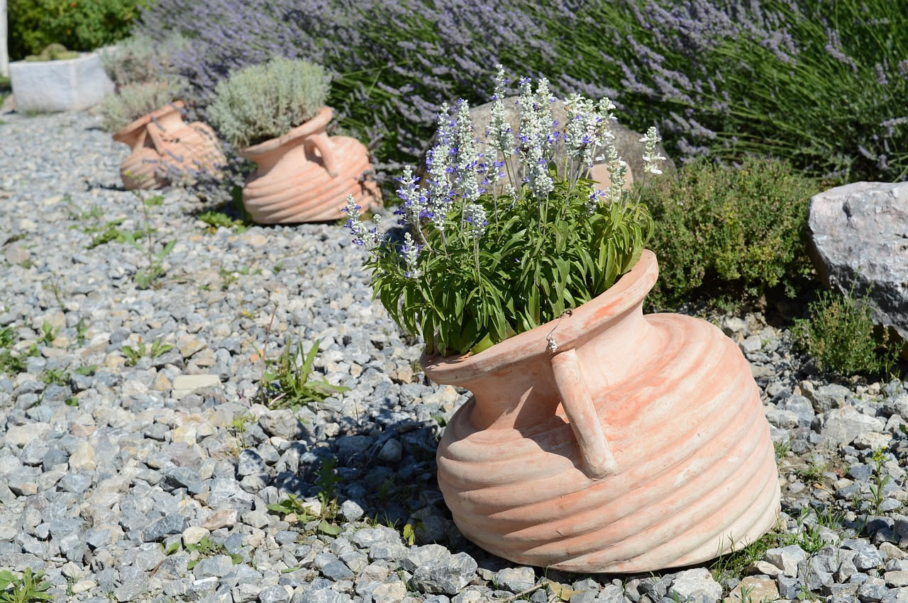 Lavanda in vaso che non profuma più: cause e rimedi