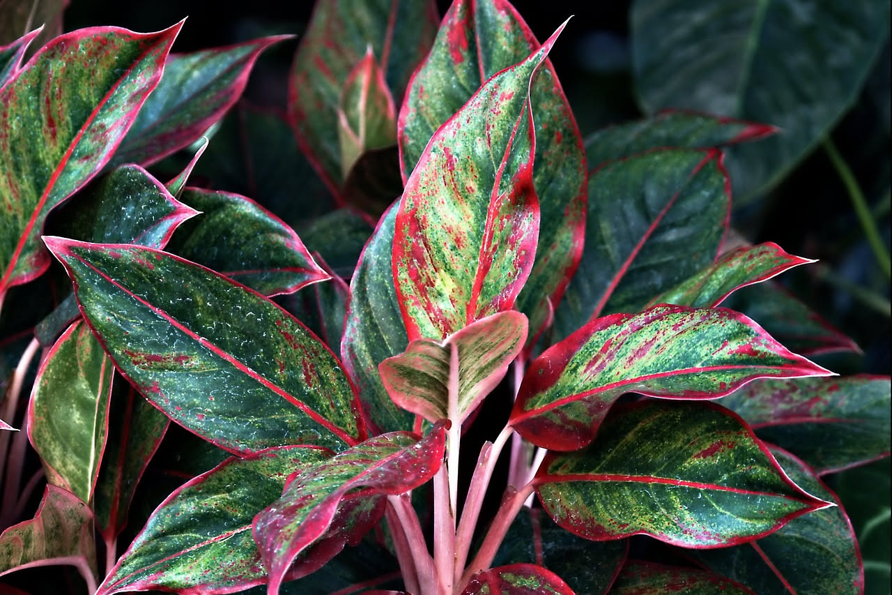 Aglaonema con macchie marroni: come riconoscere il problema