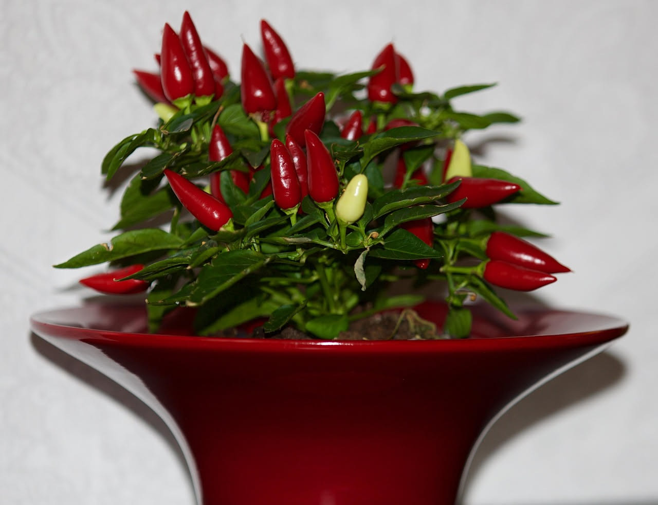 Peperoncino in vaso non fiorisce: come stimolare la fioritura