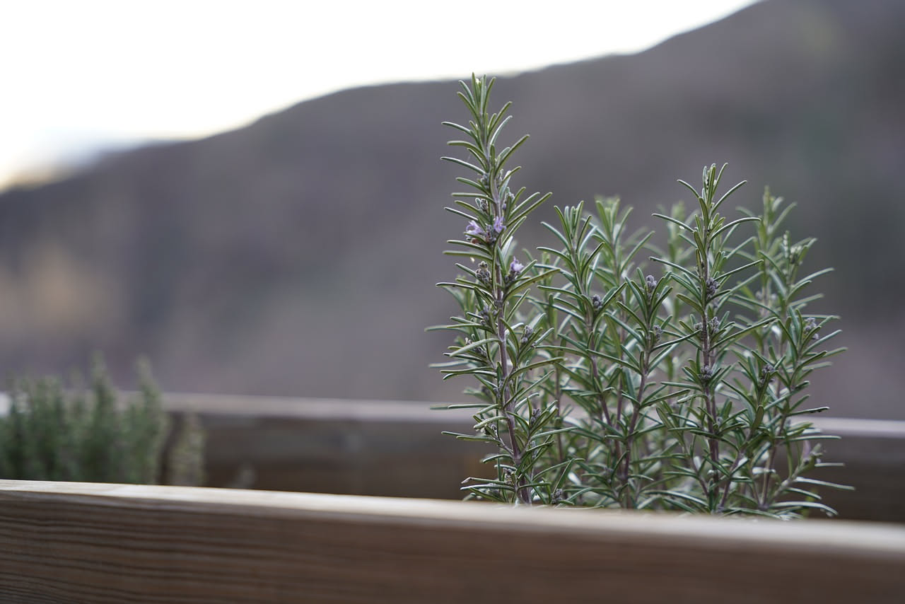 Sette aromatiche per il balcone al sole: quali crescono tutta l'estate