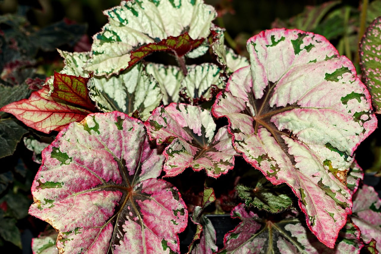 Begonia rex a casa: come farla brillare in una stanza luminosa