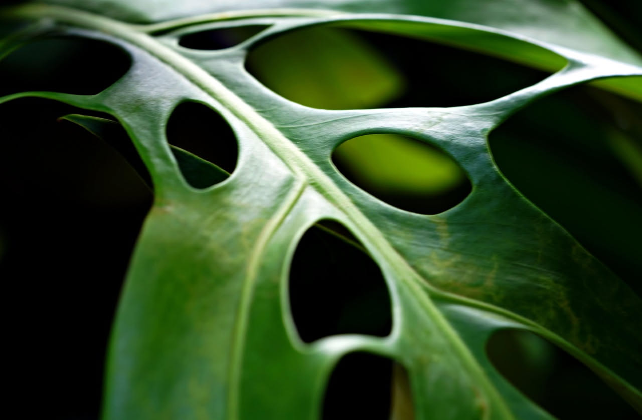 Monstera deliciosa: come far spuntare i buchi sulle foglie