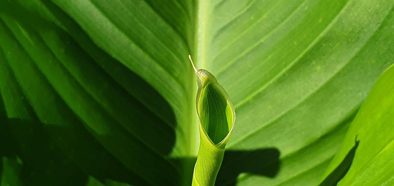 Maranta leuconeura: come riconoscere il movimento notturno delle foglie