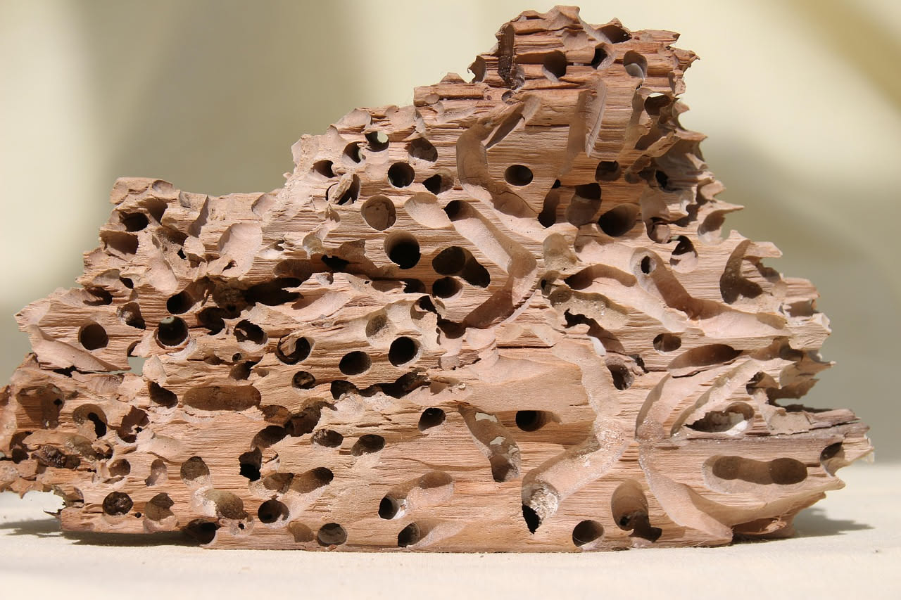 Come riconoscere i tarli del legno: i 5 segnali più sottovalutati che salvano i tuoi mobili